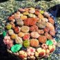 Fresh 100 Pcs Beauty Mixed Mini Lithops Cactus Succulent Flower (Color: Multi Colored) Seeds
