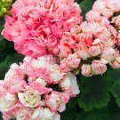Fresh African Rose Geranium 10 Pcs/Pack Pelargonium Light Pink Ball Flower (Col:2) Seeds