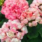 Fresh African Rose Geranium 10 Pcs/Pack Pelargonium Light Pink Ball Flower (Col:2) Seeds