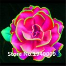 Fresh 100 Pcs Rainbow Succulent Seedling Mini Succulent (Color: 19)