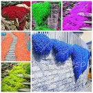 Fresh Rainbow Creeping Thyme Blue Rock CRESS Flower 200 Pcs/Bag (Col:Mixed) Seeds