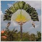 Fresh 100 Pcs/Bag Green Travelers Palm Flores Ravenala Evergreen Tree (Col:100pcs) Seeds