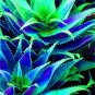 Fresh 500 pcs Charming Aloe Mix Houses Succulent Aloe Vera Edible Cosmetic (Col:14) Seeds