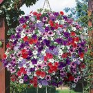 Fresh 200 Seeds Hanging Petunia Mixed Seeds Color Waves Hanging