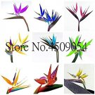 Fresh Bird of Paradise Flower and Jardin 100pcs Flower (Color: Mixed) Seeds