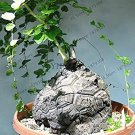 Fresh 2pcs/Bag Turtle Back Elephant Bread Flores(Dioscorea elephantipes) Seeds