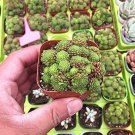 Fresh Monanthes Polyphylla Succulent Flower Home Grden Potted 100Pcs/Bag Seeds