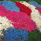 Fresh 100 pcs Creeping Thyme or Multi Color Rock CRESS Perennial Flower (Color: 6) Seeds
