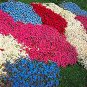 Fresh 100 pcs Creeping Thyme or Multi Color Rock CRESS Perennial Flower (Color: 6) Seeds