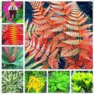 Fresh 100PCS Japanese Creeper Boston Fern Vines Climbing s (Color: Multi Colored) Seeds