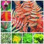 Fresh 100PCS Japanese Creeper Boston Fern Vines Climbing s (Color: Multi Colored) Seeds