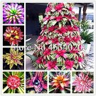 Fresh 200 pcs Mini Bromeliad palnts Flower Protection Purify The Air (Col:Mixed) Seeds