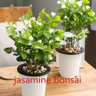 Fresh 10 pcs White jasmine seeds Arabian jasmine good smell flower seeds