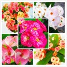 Fresh 100 Pcs Cactus Euphorbia Milii Seeds New Flower sVery Home