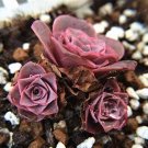Fresh The Mountain Rose100 Pcs Green Rose Greenovia Flower Seeds