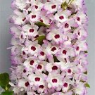 Fresh 100 Pcs/Bag Multi Color Dendrobium Orchids Tree Building Flower (Color: 10) Seeds