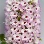 Fresh 100 Pcs/Bag Multi Color Dendrobium Orchids Tree Building Flower (Color: 10) Seeds