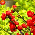 Fresh 100 PCS/Bag Red Begonia Flower True Malus Spectabilis Begonia Tree Seeds