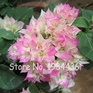 Fresh Bougainvillea Spectabilis Willd Triangles Plum Flower Mix Color Flowers 100 Pcs Seeds
