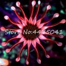 Fresh 100 Pcs Colorful Osteospermum Blue Eyed Daisy Flower Farm (Color:8) Seeds