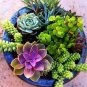Fresh 100pcs Mixed Cactus Succulent Cactus Seeds