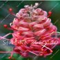 Fresh 100 pcs/Bag Grevillea Flower Flower Australian Grevillea Seeds