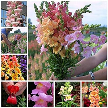 Fresh 100 Pcs Mixed Antirrhinum Snapdragon Jardin Dwarf Flower (Col:Mixed) Seeds