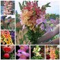 Fresh 100 Pcs Mixed Antirrhinum Snapdragon Jardin Dwarf Flower (Col:Mixed) Seeds