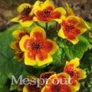 Fresh 100 French Caltha Palustris Fragrant Can Grow Well in Pot Or Flores Sementes Seeds