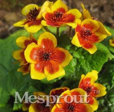 Fresh 100 French Caltha Palustris Fragrant Can Grow Well in Pot Or Flores Sementes Seeds