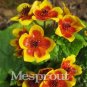 Fresh 100 French Caltha Palustris Fragrant Can Grow Well in Pot Or Flores Sementes Seeds