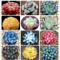 Fresh 100 Pcs Rainbow YuLu Succulents y Green Flower Lithops Pseudotr (Col:Mix) Seeds