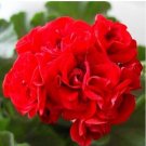 Fresh 30PCS Rare Dark Red Geranium Bonsai Seeds
