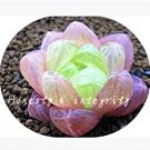 Fresh 100 Pcs Rainbow YuLu Succulents y Green Flower Lithops Pseudotr (Col:11) Seeds