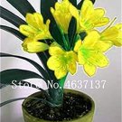 Fresh 100 Pcs Clivia Miniata Gorgeous Bush Lily Flower with High Value (Color: 15) Seeds