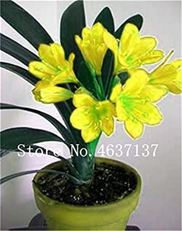 Fresh 100 Pcs Clivia Miniata Gorgeous Bush Lily Flower with High Value (Color: 15) Seeds