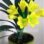 Fresh 100 Pcs Clivia Miniata Gorgeous Bush Lily Flower with High Value (Color: 15) Seeds