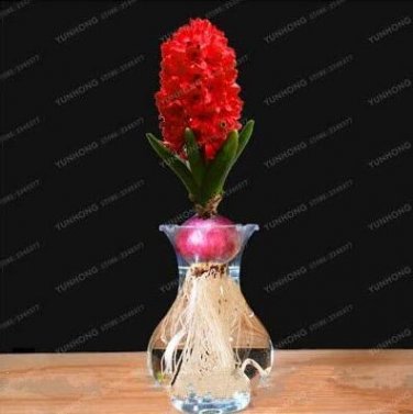 Fresh 1PC True Hyacinth Bulb