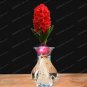 Fresh 1PC True Hyacinth Bulb
