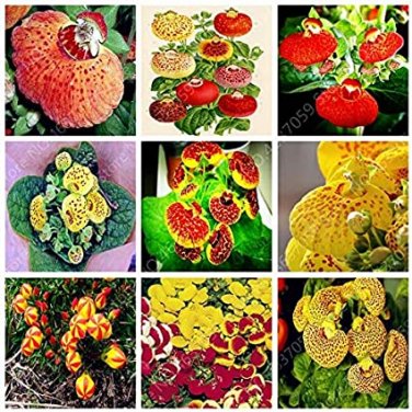 Fresh 200 Pcs Calceolaria Dicentra Spectabilis Flower Blooming Easy (Color: Mixed) Seeds