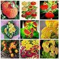 Fresh 200 Pcs Calceolaria Dicentra Spectabilis Flower Blooming Easy (Color: Mixed) Seeds