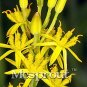 Fresh 100 Mixed Angels Yellow Asphodel Yellow Asphodel Beautiful ing Flower Seeds