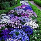 Fresh 500 pcs Creeping Thyme or Blue Rock CRESS Ground Cover Flower Flores (Color:23) Seeds