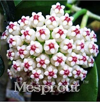 Fresh Flower Hoya Kerrii (December Orchid) Family Supplies 100PCS / Bag (Color: Red) Seeds