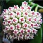 Fresh Flower Hoya Kerrii (December Orchid) Family Supplies 100PCS / Bag (Color: Red) Seeds