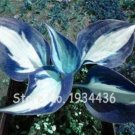 Fresh 200 Pcs/Pack Hosta Fragrant ain Lily Perennial Flower Ground Cover Ornamental Seeds
