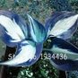 Fresh 200 Pcs/Pack Hosta Fragrant ain Lily Perennial Flower Ground Cover Ornamental Seeds