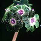 Fresh 100pcs/Bag Europe Mix Colors Primula Acaulis Potted Primrose FlowerGarden Seeds