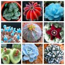Fresh 100pcs Succulent er Garden Decoration Lithops Seed Garden Flower (Color: Mix)