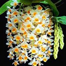 Fresh 100Pcs/pack Dendrobium Orchid Flower Mini Mixed Colors (Color: 8) Seeds